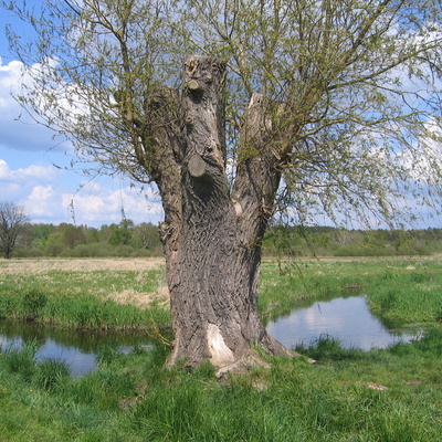 Tegeler Fliess, a river in the north of Luebars